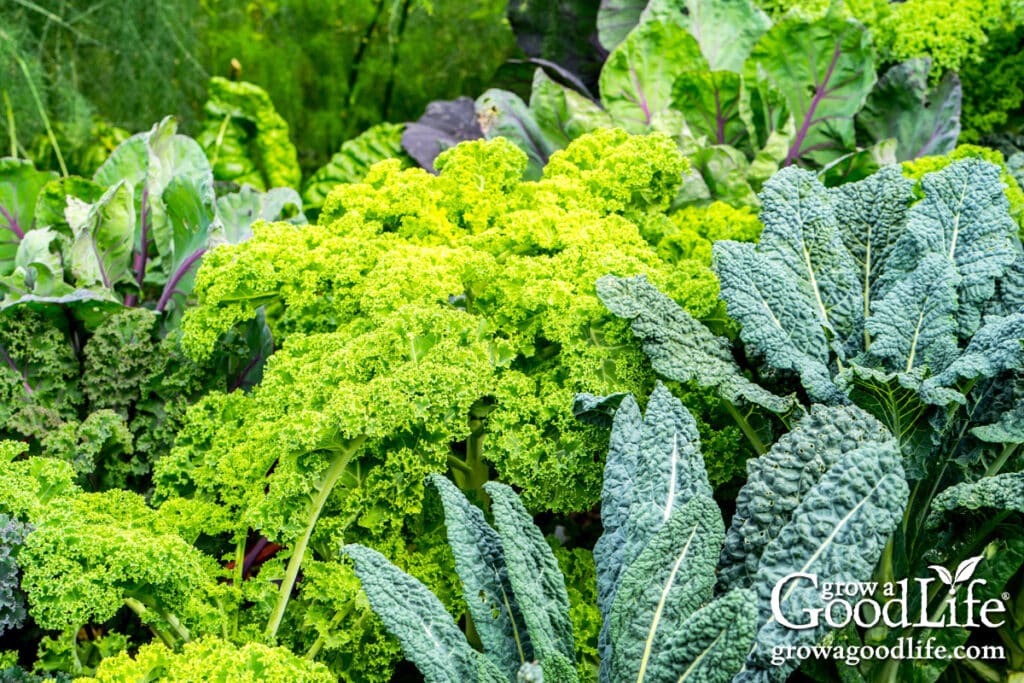 how to plan and map your beds 24 vibrant green kale plants growing in a backyard vegetable garden.
