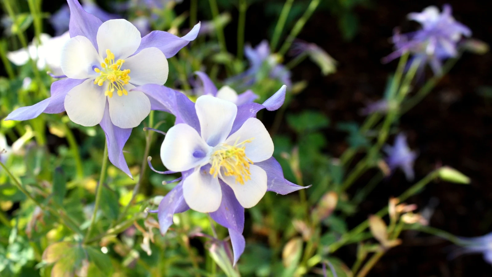 a close-up shot of several delicate, nodding flowers with spurred petals and finely divided, lacy foliage, all situated in a well lit area outdoors