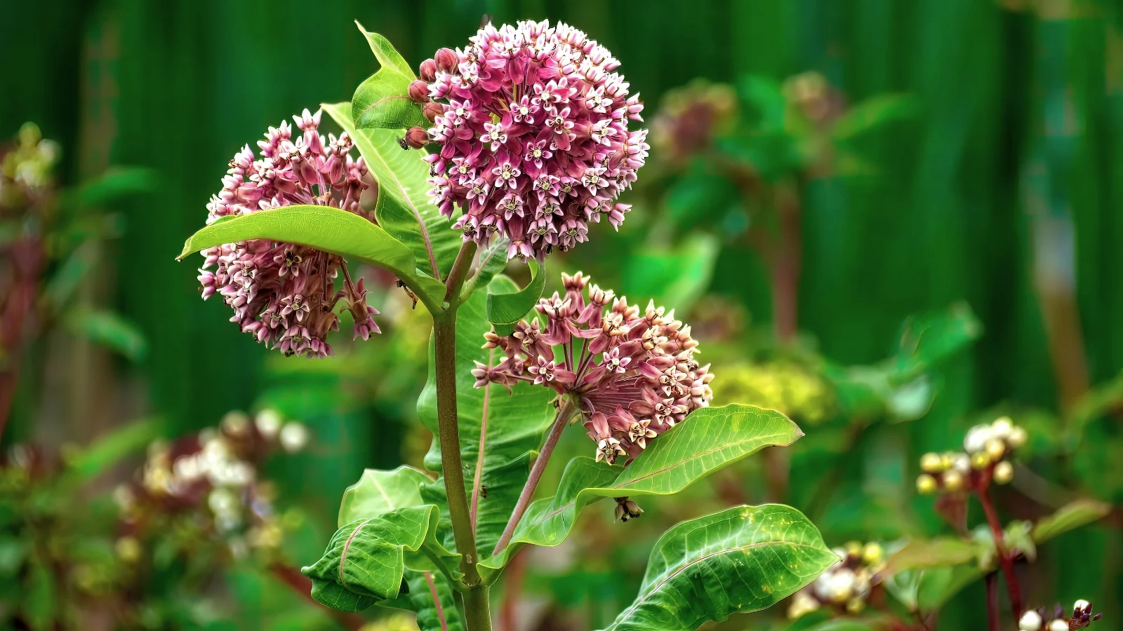 a close-up shot of a flower with thick, upright stems, large oval green leaves, and clusters of fragrant pinkish-purple, globe-like blooms.