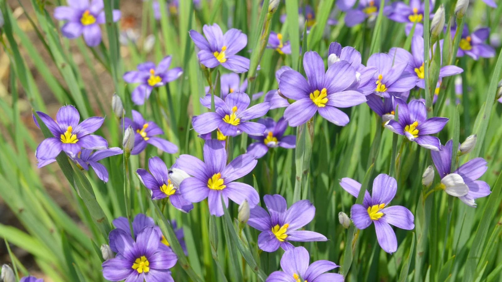 an overhead and close-up shot of a small composition of bluish-purple colored flowers with yellow centers alongside long slender grass blades, all situated in a well lit area outdoors