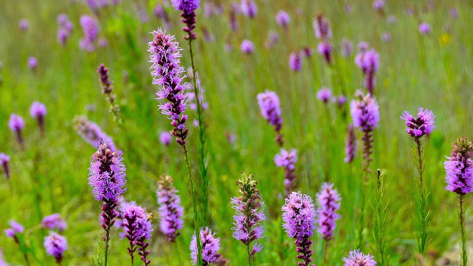tall, slender spikes densely covered in small, purple, tubular flowers stand above soft green leaves, all situated in a well lit area outdoors