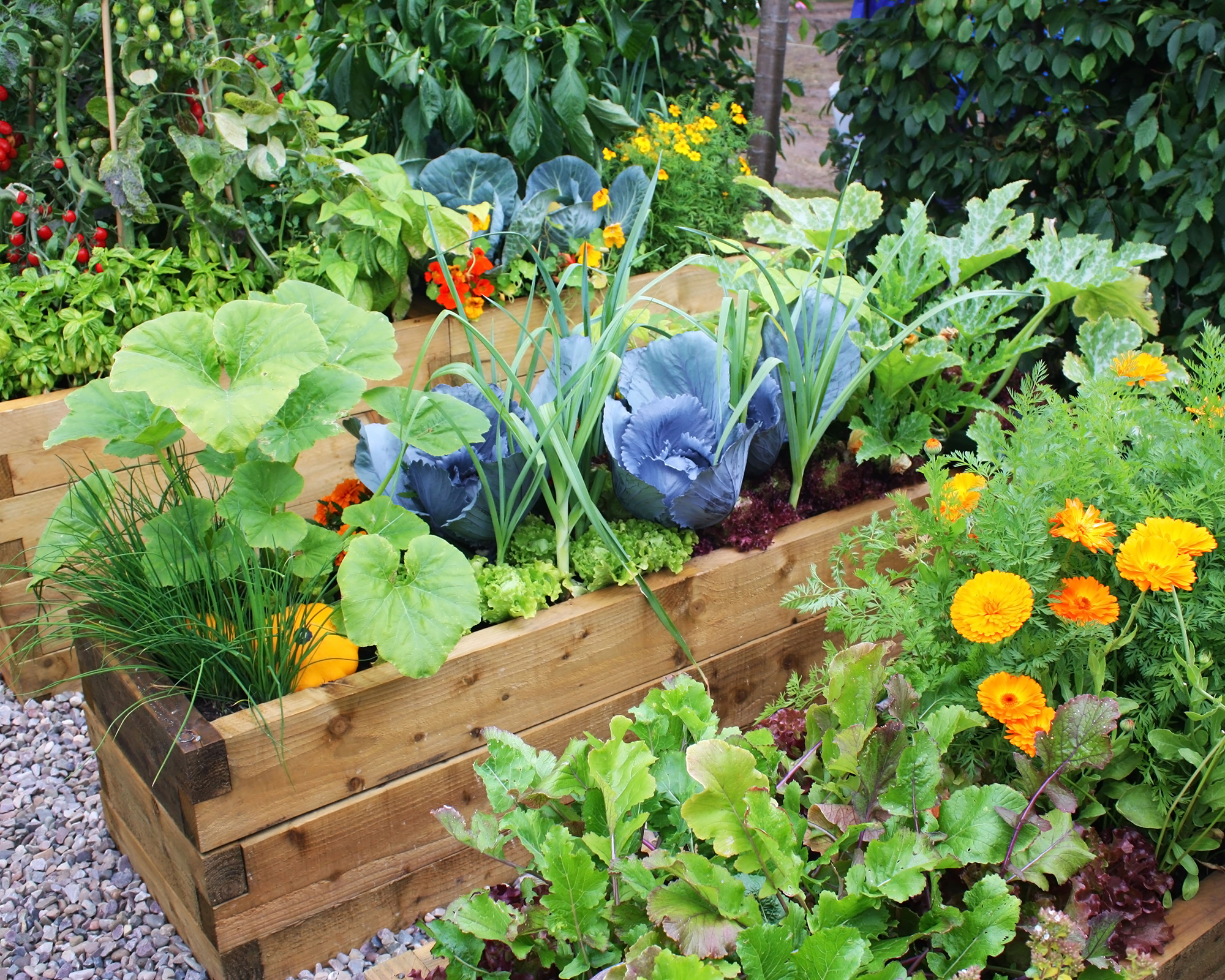 given up on your new year’s resolution? try these instead 1 vibrant vegetable garden in raised beds