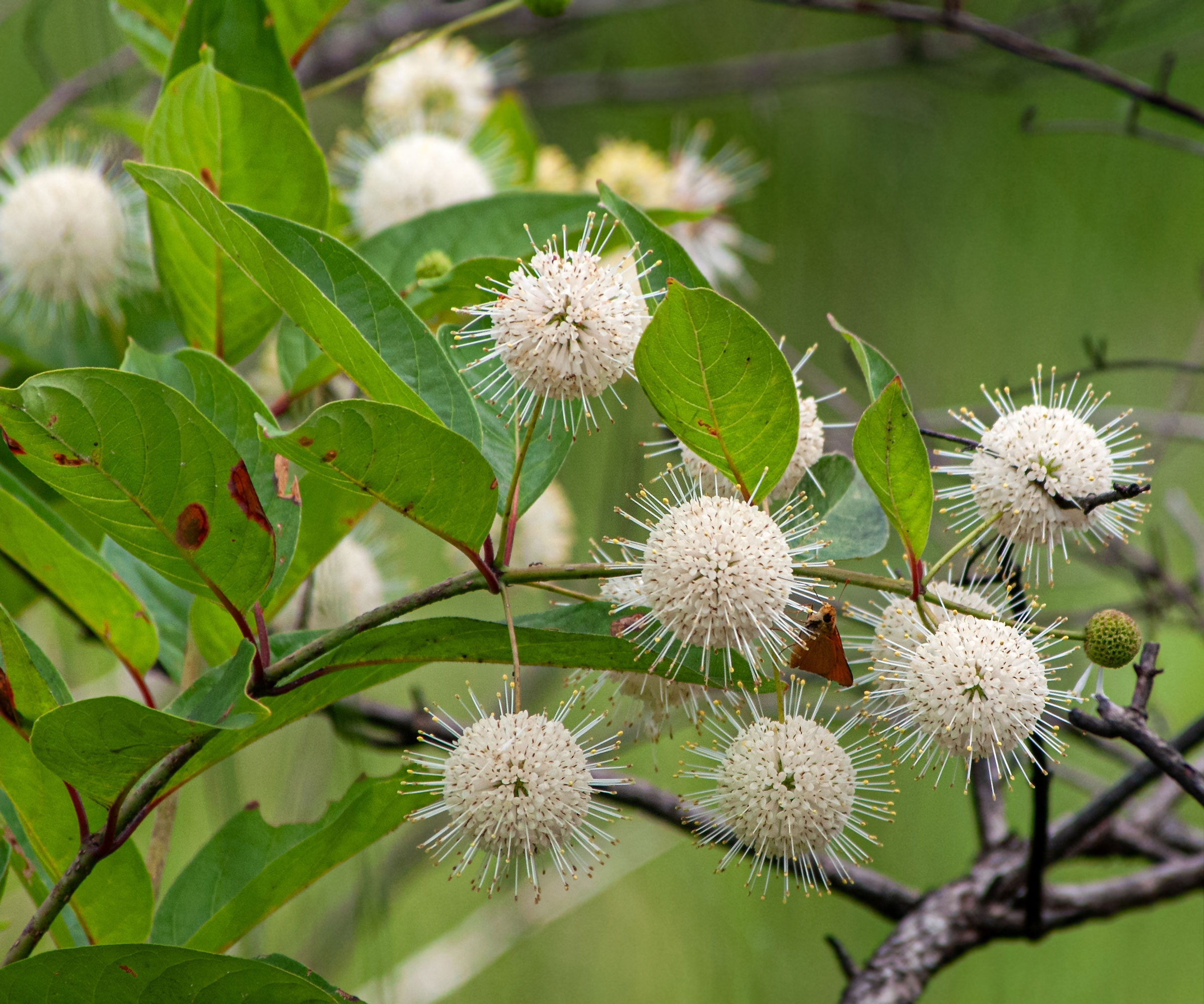 given up on your new year’s resolution? try these instead 7 buttonbush with white flowers