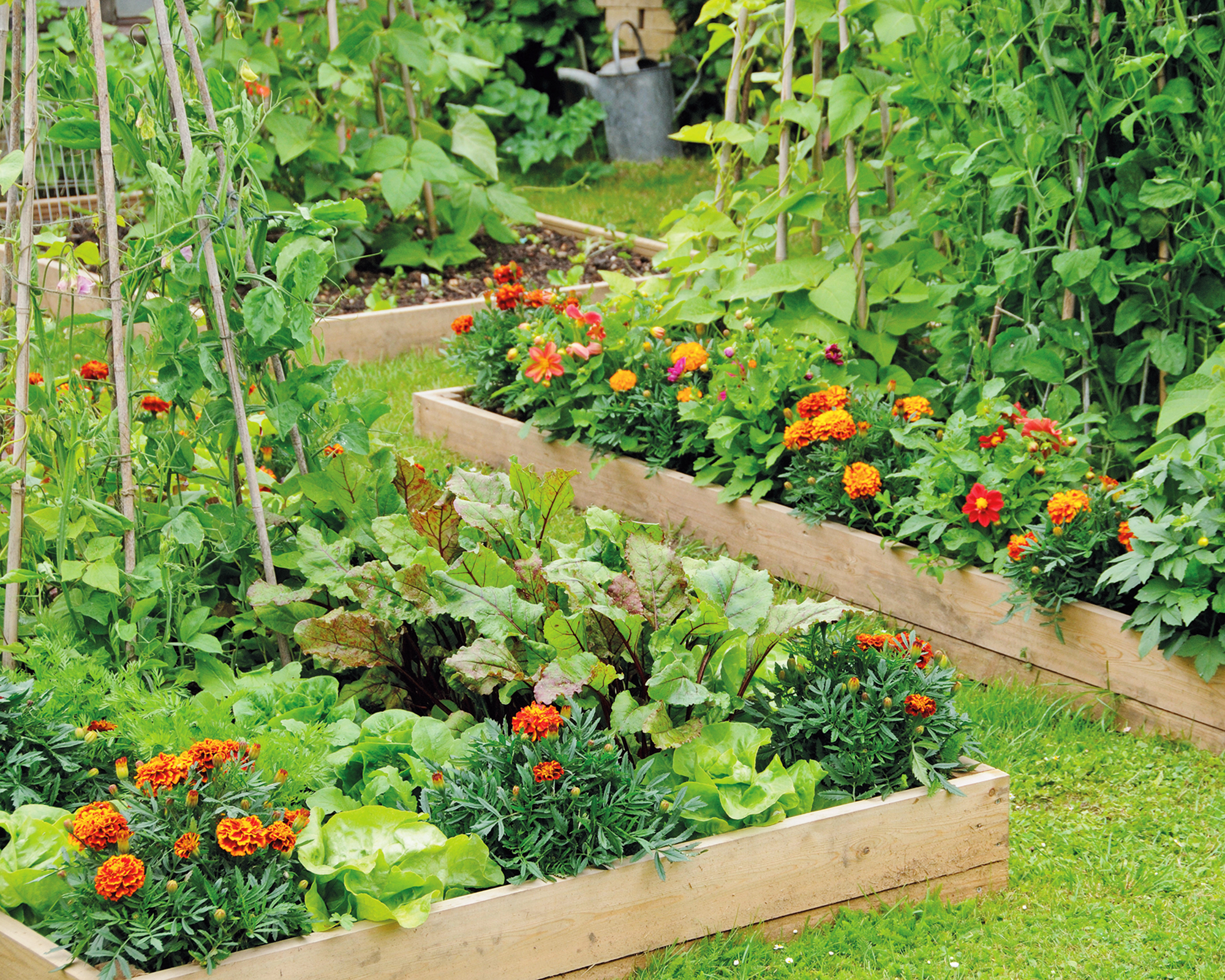 given up on your new year’s resolution? try these instead 6 raised vegetable beds with companion planted marigolds