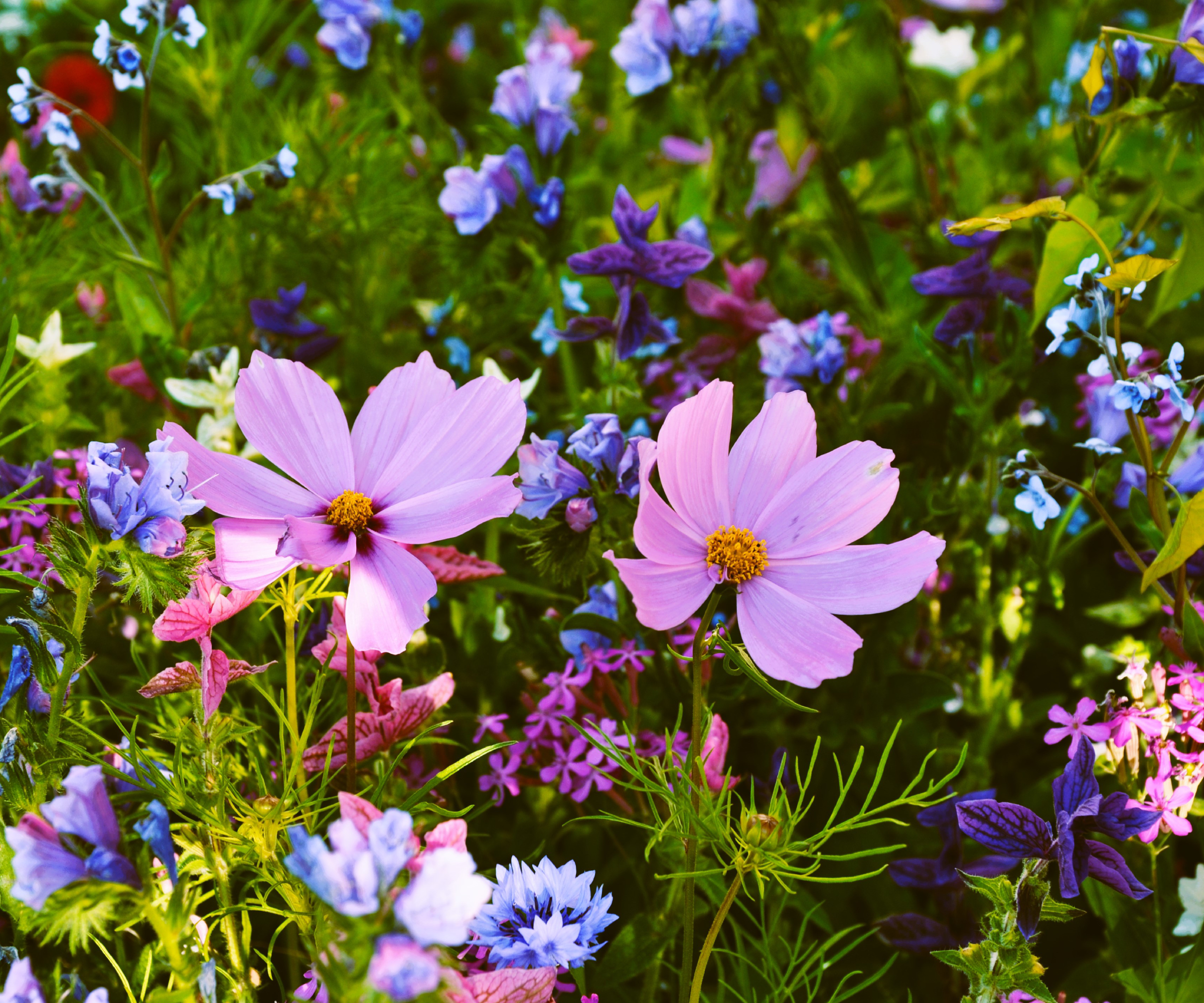 given up on your new year’s resolution? try these instead 4 pink cosmos and other annual flowers in garden