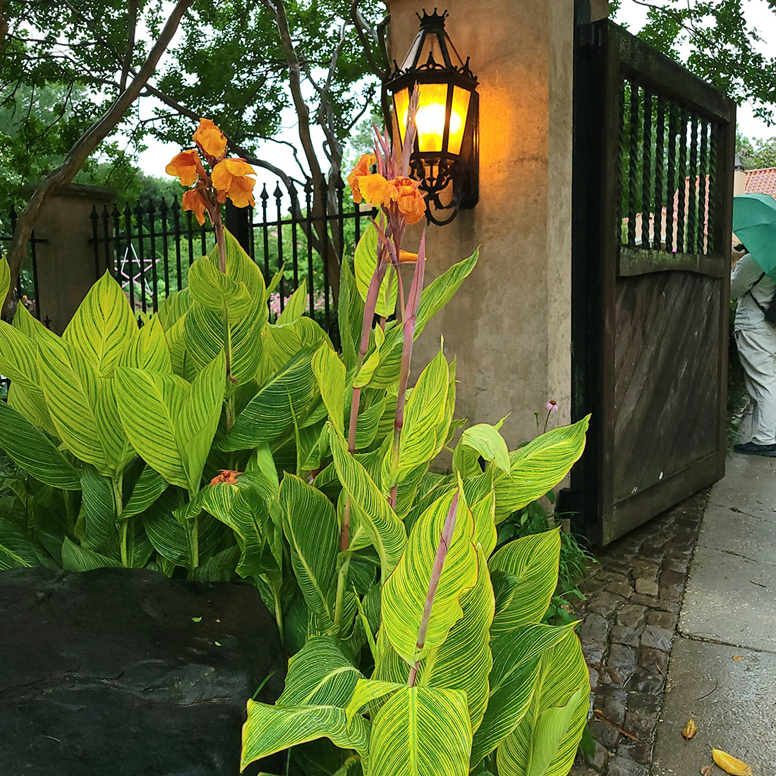 variegated canna in front of garden gate