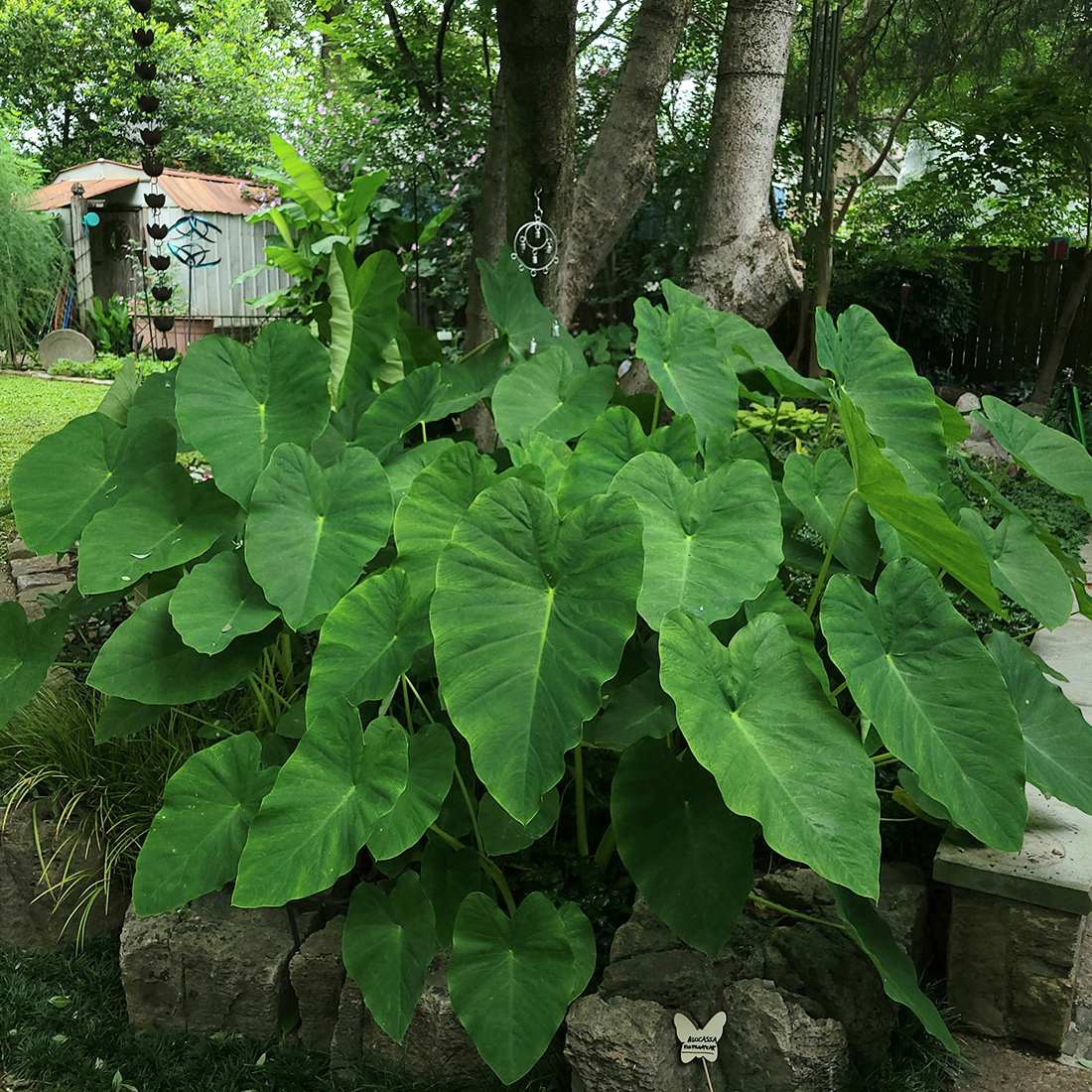mass planting of elephant's ear