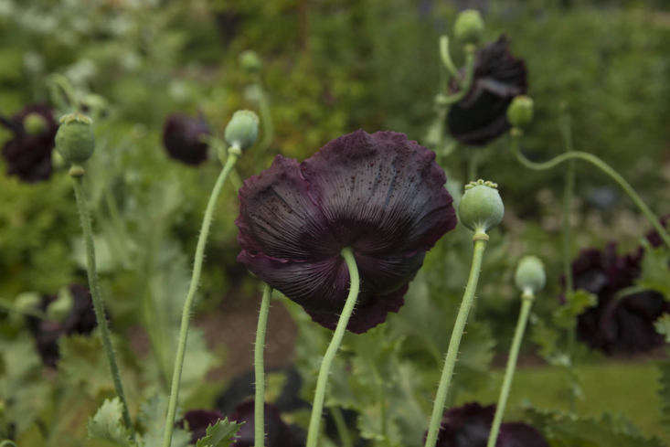 single deep black opium poppies at oxford botanic garden.