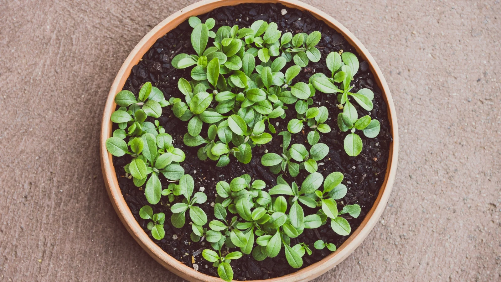 a close-up of two delicate white blossoms with vibrant yellow cores, their petals appearing soft and fragile against a deeply blurred background.
