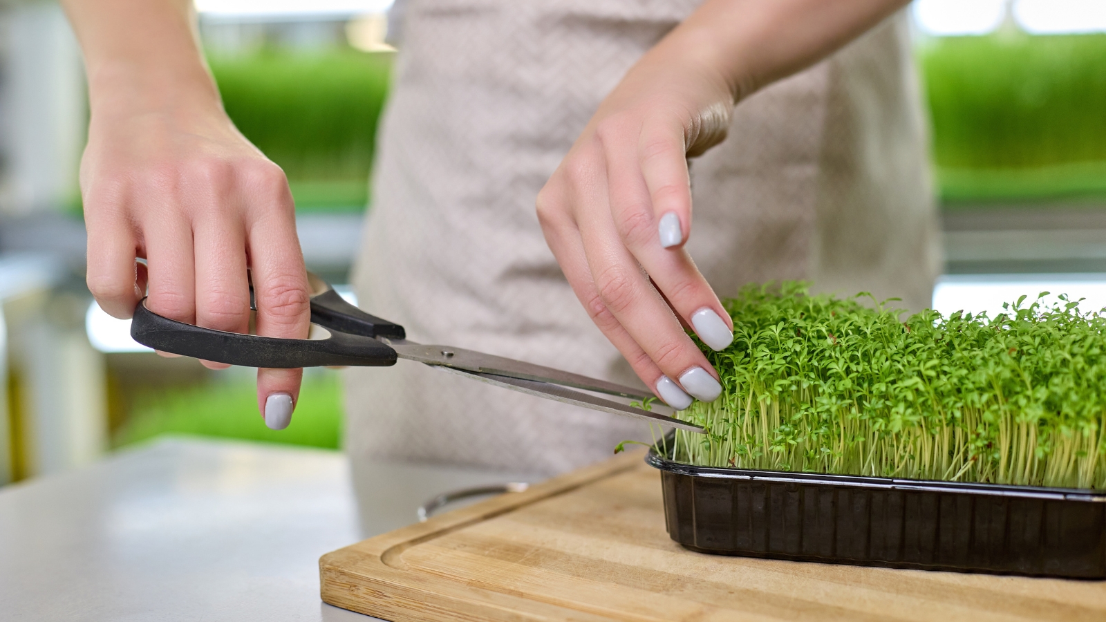 hands cutting fresh nasturtium officinale microgreens from a black tray using a pair of kitchen scissors.