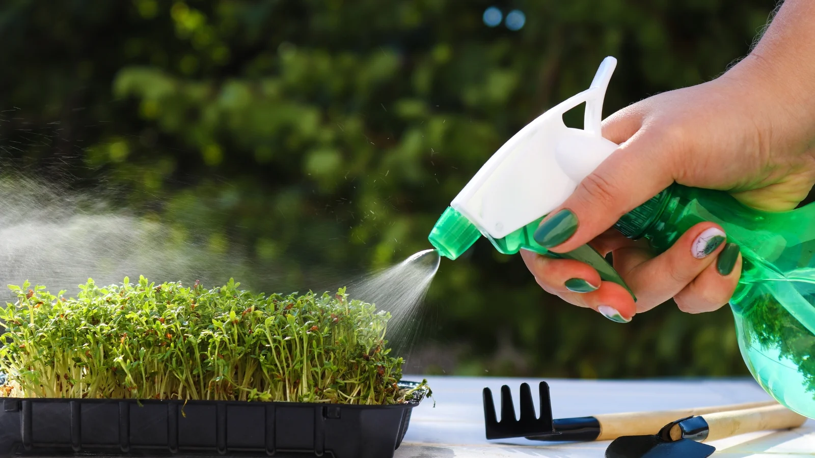 hand holding a green spray bottle, misting bright green nasturtium officinale seedlings growing in a black plastic tray.