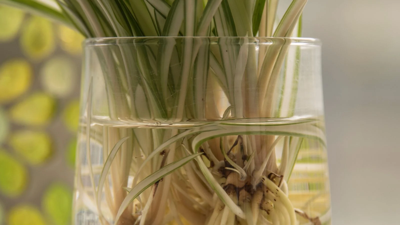 a close-up shot of a composition of rooted houseplants placed in a container, all situated in a well lit area indoors