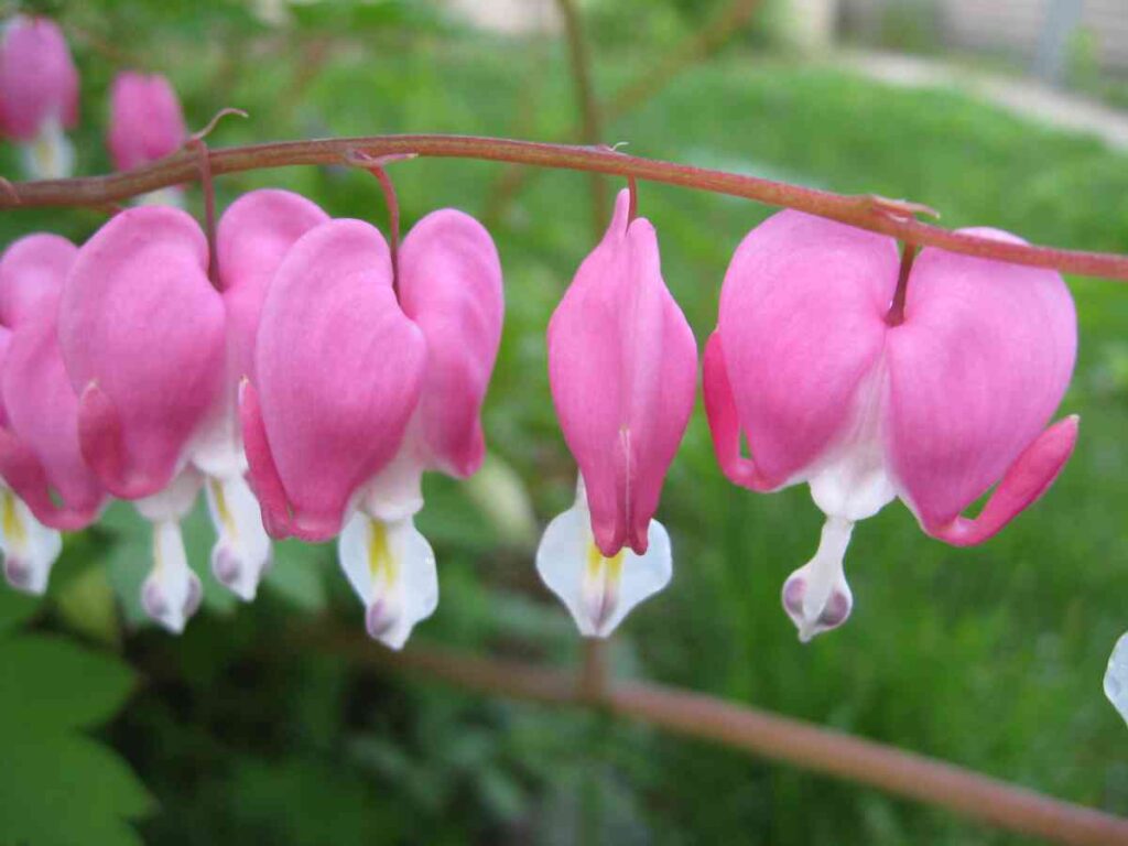 26 beautiful spring flower bed ideas for your garden 59 26 beautiful spring flower bed ideas for your garden