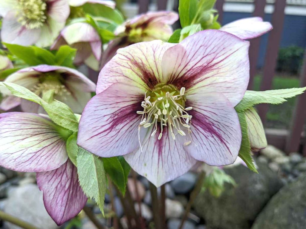 26 beautiful spring flower bed ideas for your garden 71 hellebores