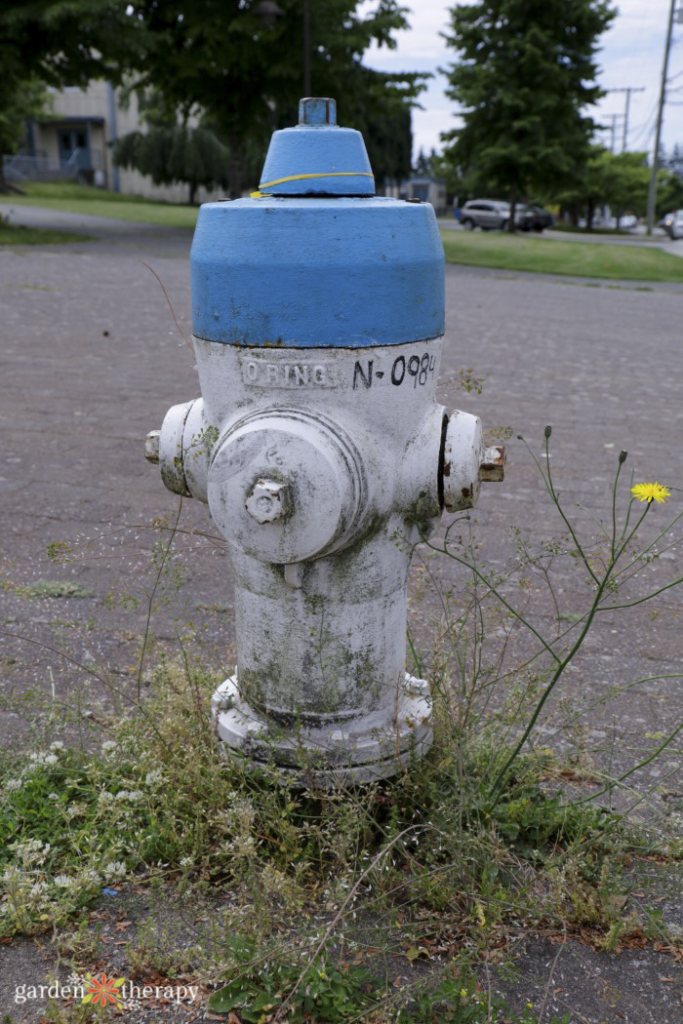 applying water conservation systems in your garden 20 water conservation - blue hydrant