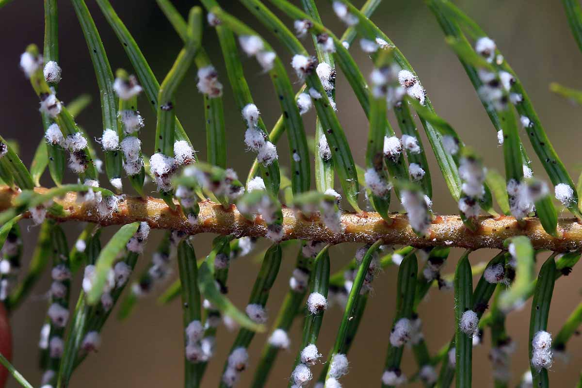 a close up of a branch infested by woolly aphids.