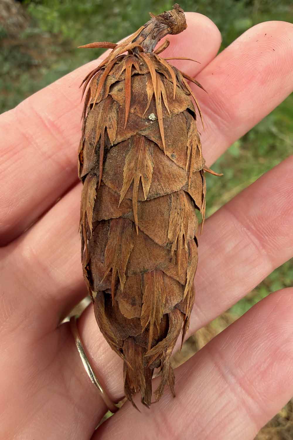 a vertical image of a conifer cone in the palm of a hand.