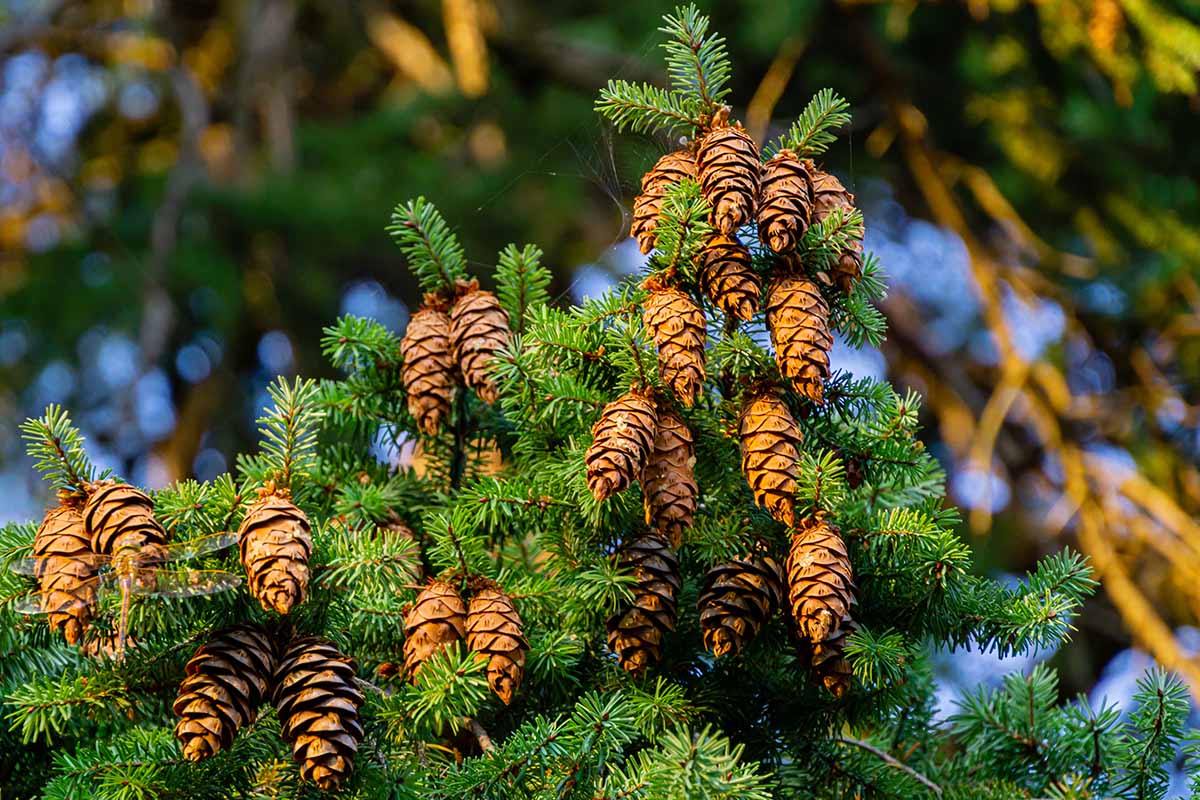 a close up horizontal image of oregon pine cones and branches pictured on a soft focus background.