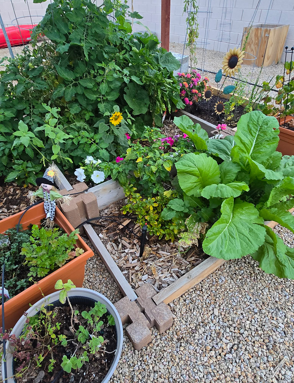 close up of edible plants