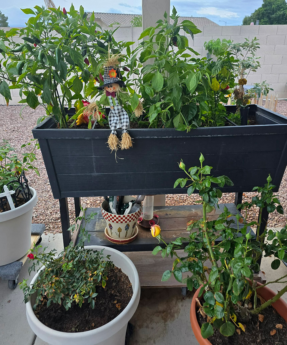 container garden with roses and peppers