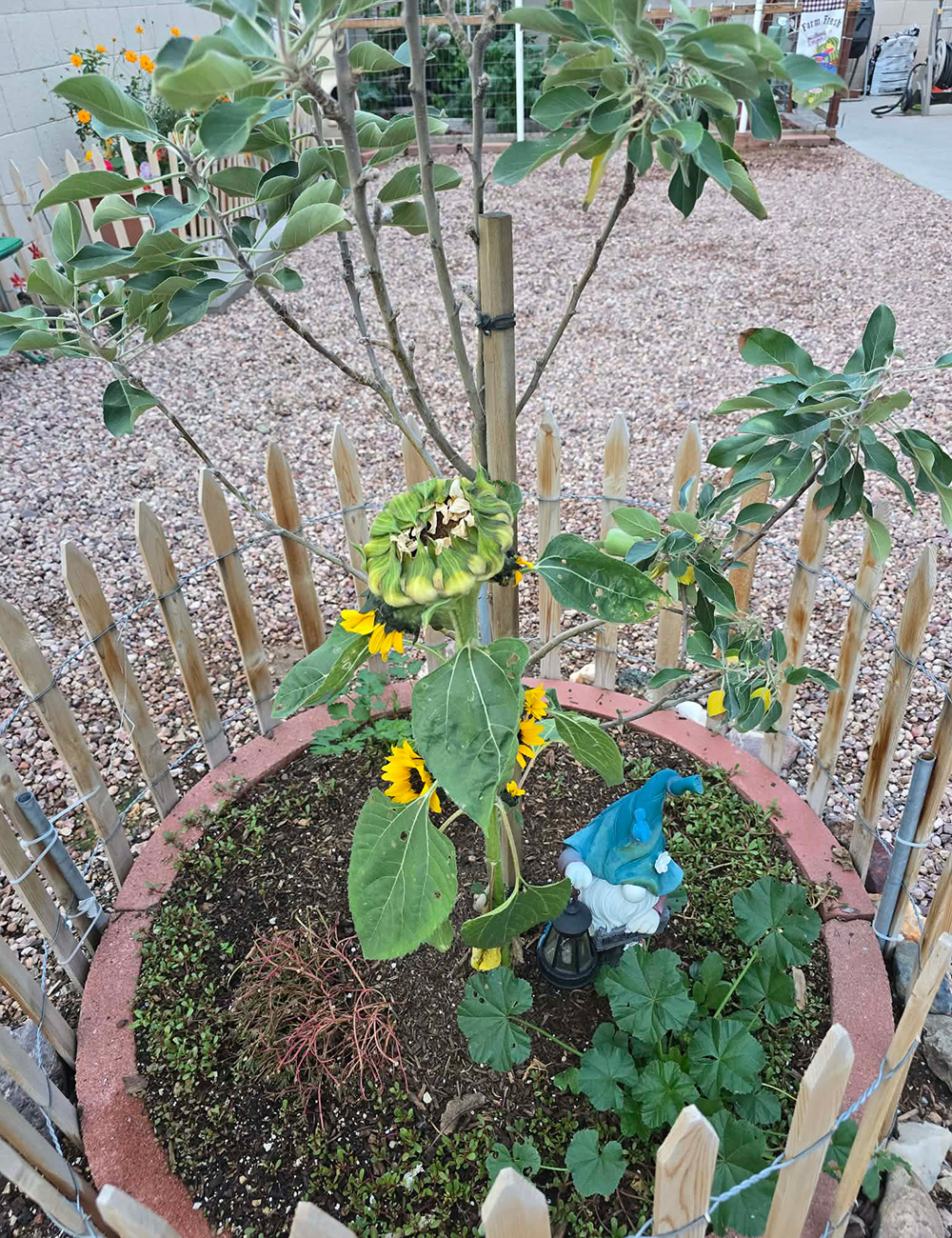 sunflower planted next to apple tree