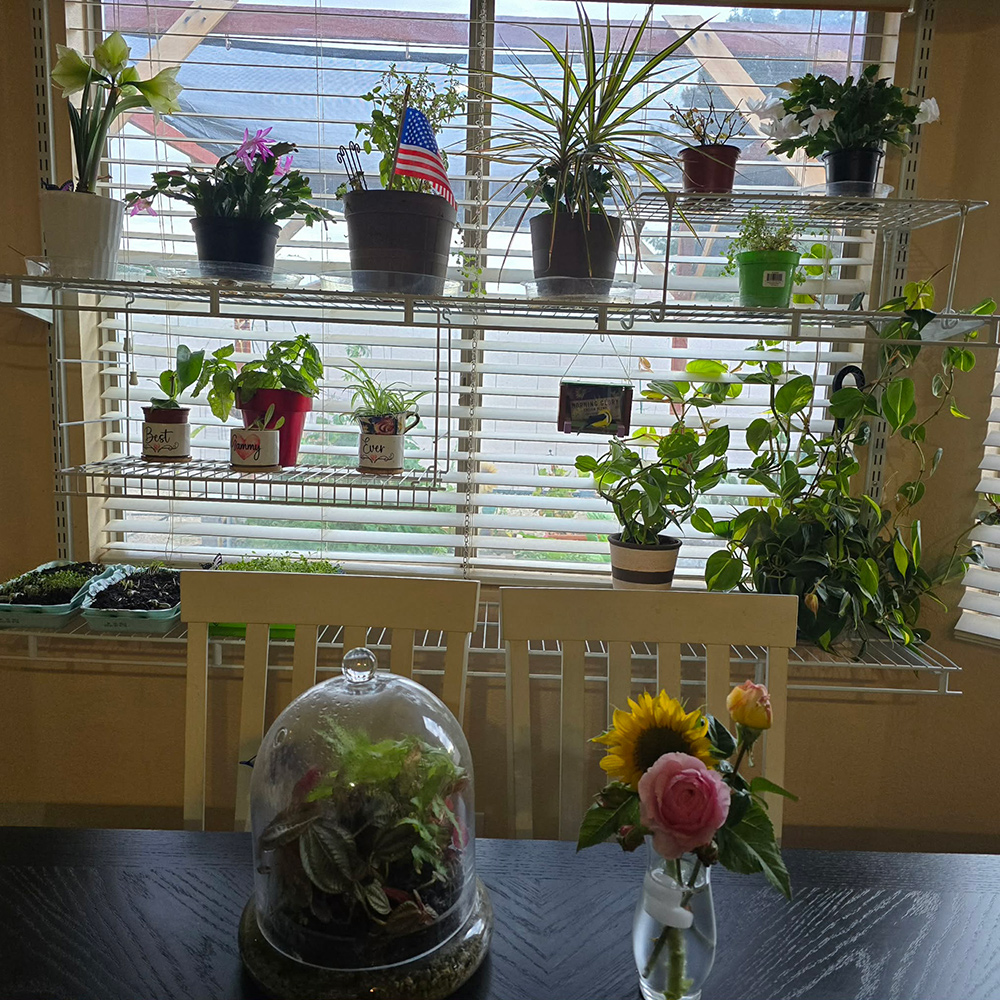 plant shelves in front of window