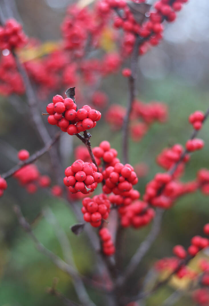 winterberry native berries
