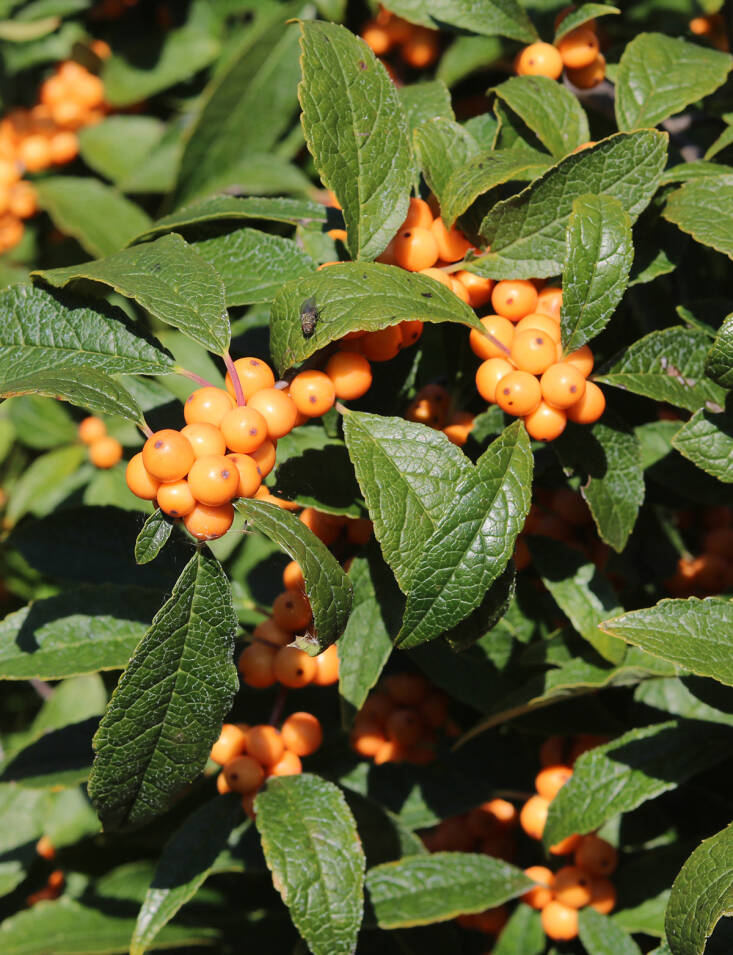 winterberry native berries