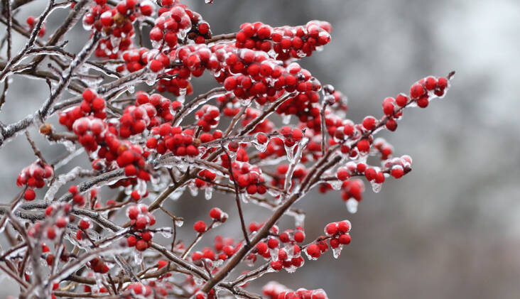 winterberry native berries