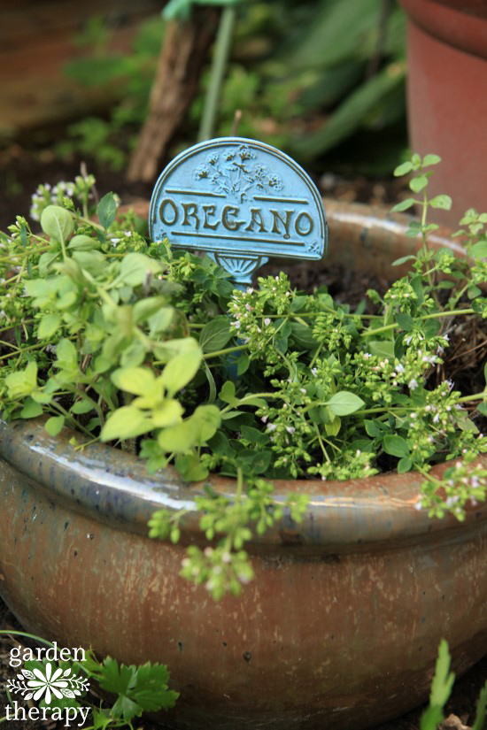 grow your own perennial herb container garden 17 varieties of oregano growing in a pot.