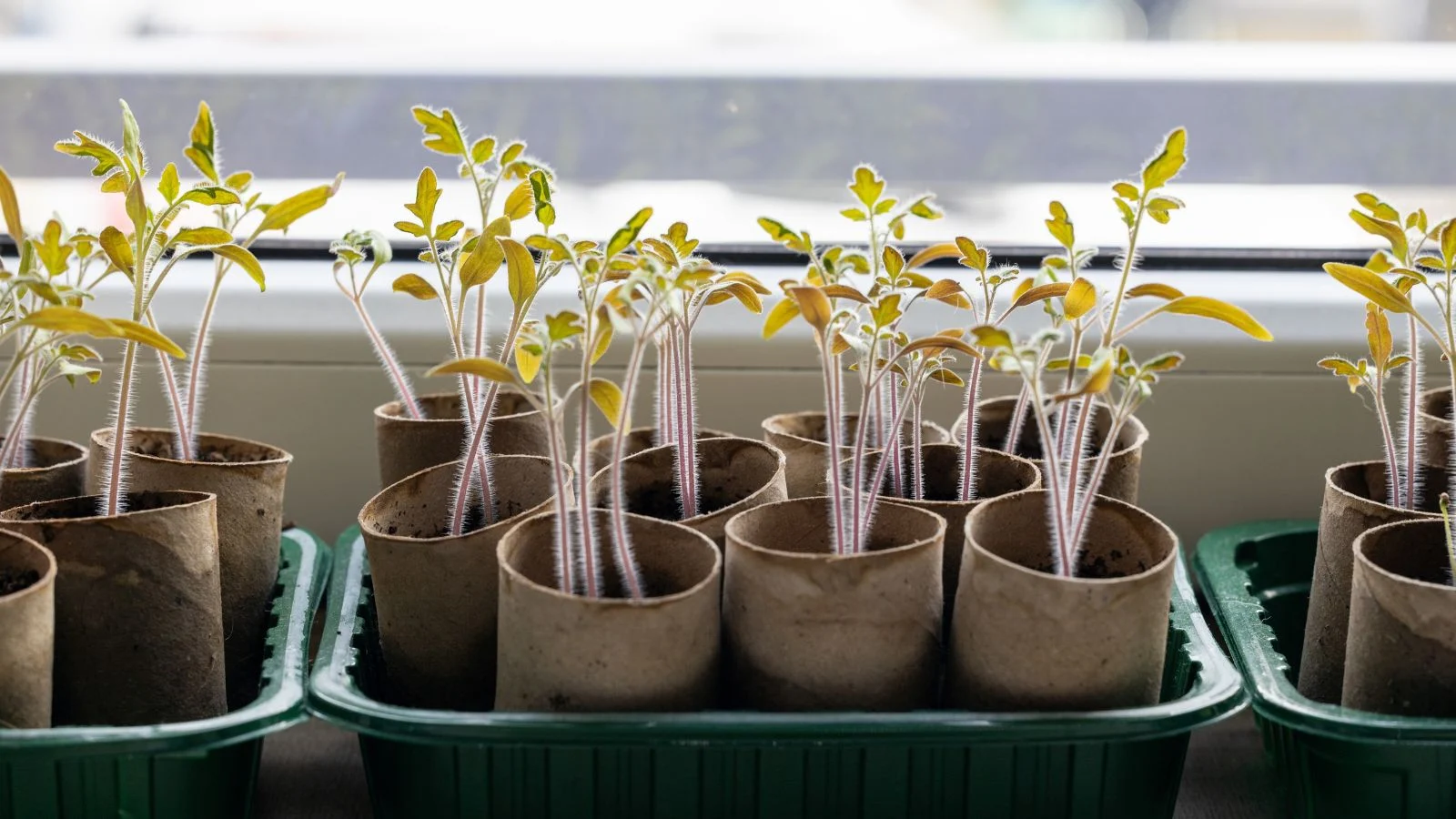 a close-up shot of a composition of diy containers with developing seedlings, all situated on a windowsill indoors