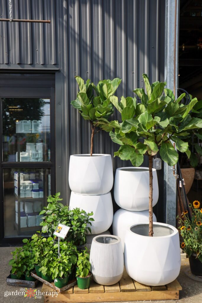 fidde-leaf figs in pots at gardenworks garden centre