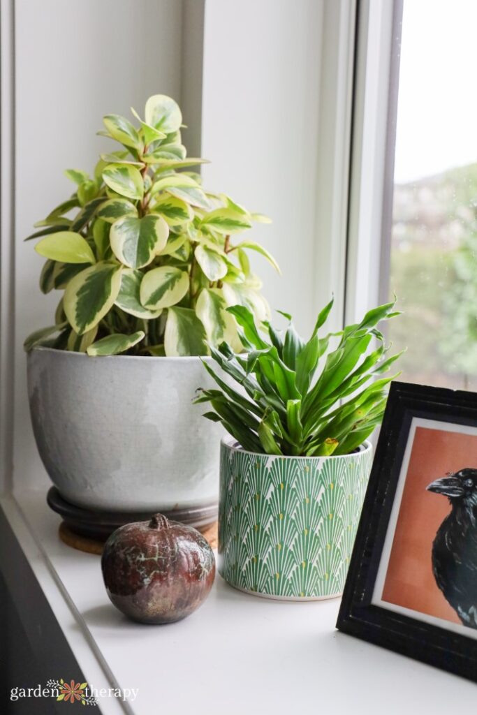 winter houseplant care: how nurturing plants takes care of you