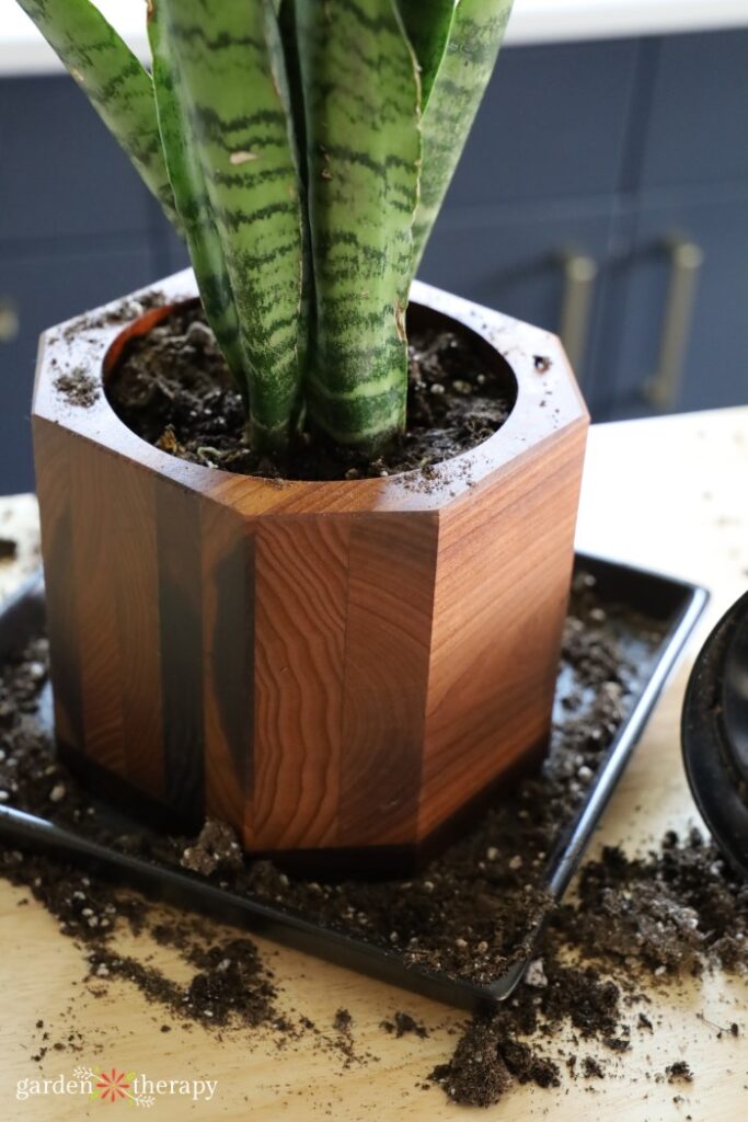 refreshing soil for a snake plant sitting in a wooden pot