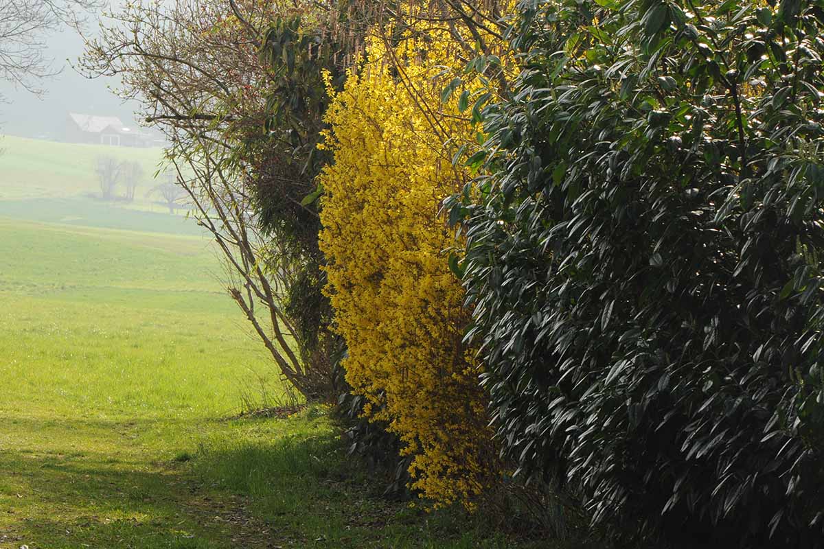 on the edge of a green field grows a large forsythia plant with bright yellow spring blooms, surrounded by green foliage.