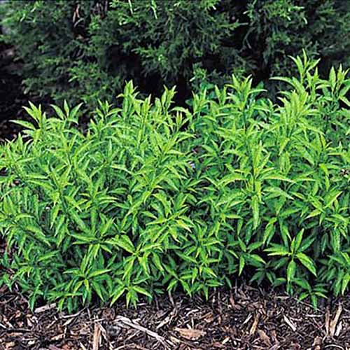 a close up of the bright green foliage of 'dwarf' forsythia growing in the garden with mulch in the foreground and trees in soft focus in the background.