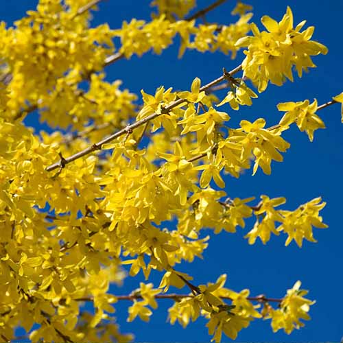a close up square image of the bright yellow flowers of 'lynwood gold' pictured on a blue sky background.