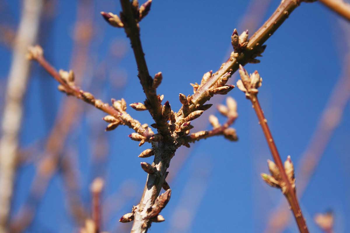 a close up of woody branches with small flower unopened flower buds growing in the garden with blue sky in the background.