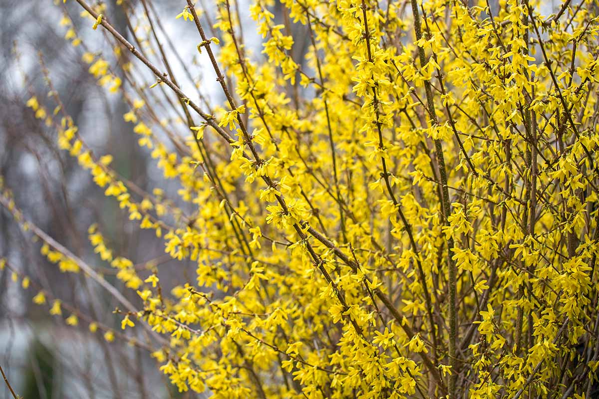 a close up of the upright branches of the forsythia shrub, adorned with yellow flowers in the springtime, growing in the garden on a soft focus background.