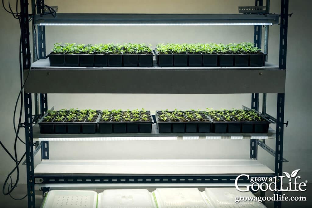 seed starting shelf with led grow lights positioned above trays of young seedlings.