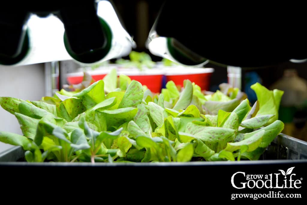 lettuce seedlings growing evenly in trays under overhead grow lights indoors.