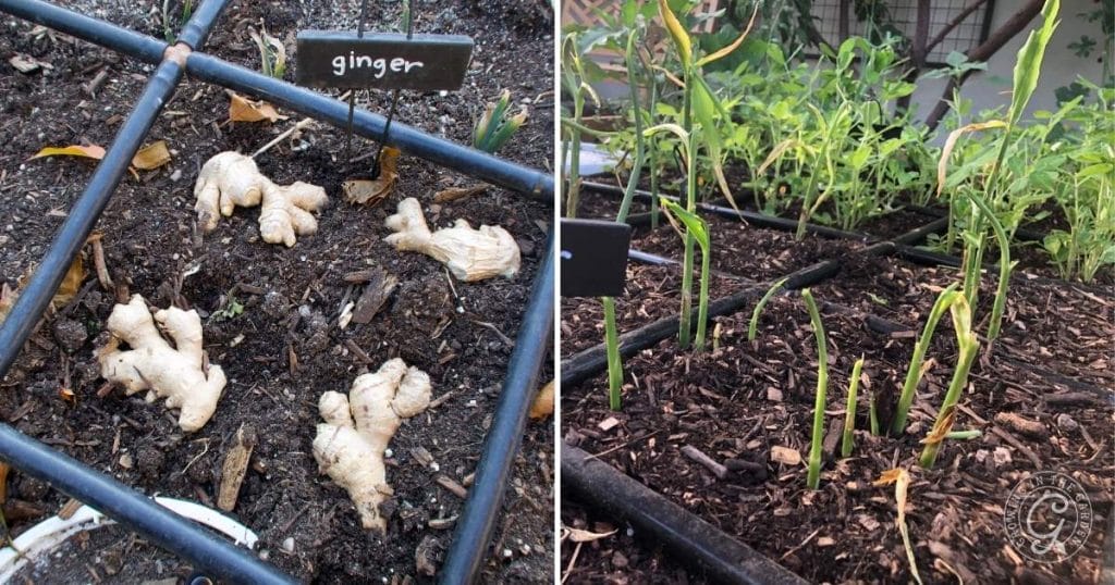 how to grow ginger: tips for success