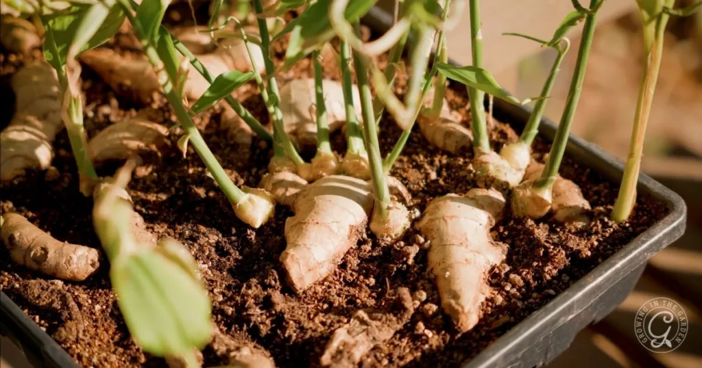 young ginger plants growing in soil inside a rectangular black planter, with green stems reaching upward—showing how to grow ginger successfully with just sunlight and care.