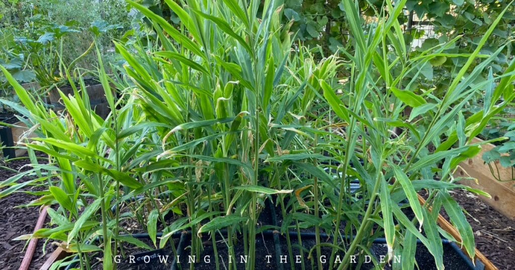 how to grow ginger: 8 tips for growing ginger