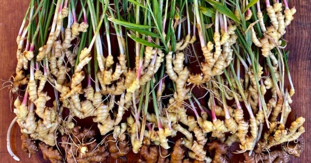 how to grow ginger: tips for success