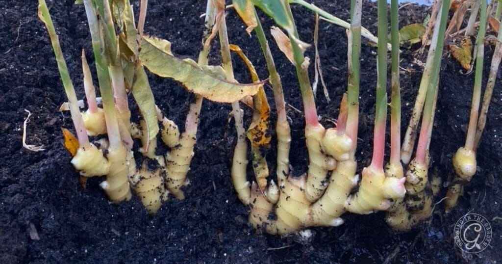 how to grow ginger: tips for success
