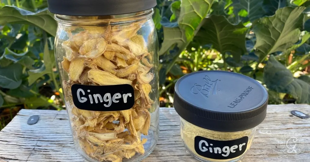 two jars labeled ginger, one filled with dried ginger slices and one with ginger powder, rest on a wooden surface outside—perfect inspiration if you're curious about how to grow ginger at home.