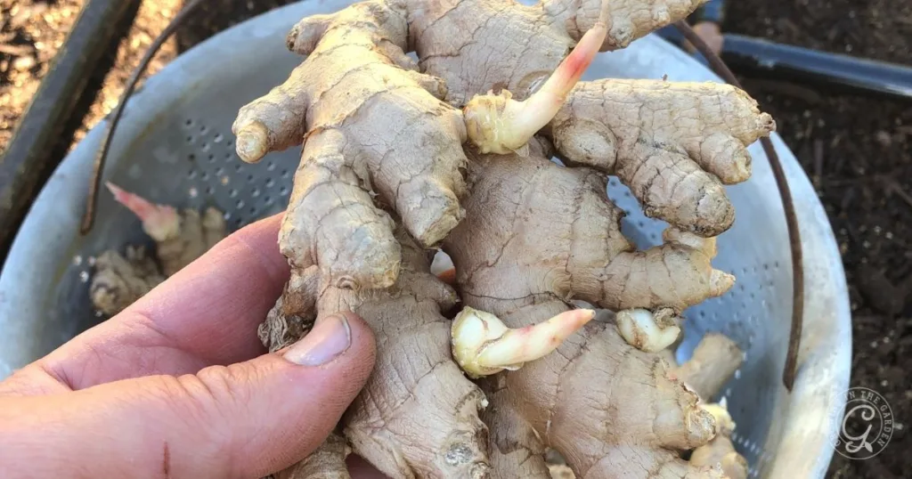 a hand holds fresh ginger root with pale sprouts, over a colander—an inspiring start for anyone curious about how to grow ginger at home.