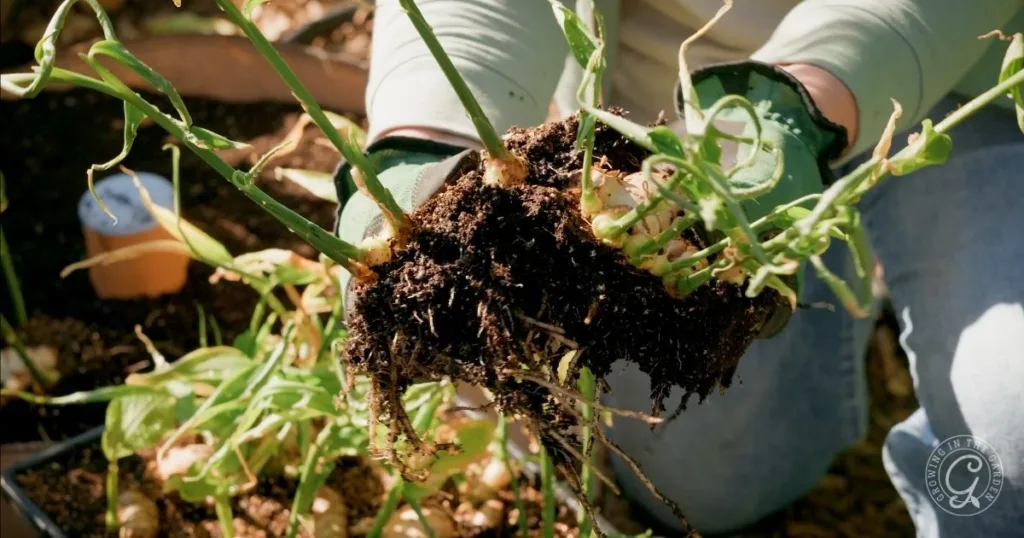 a person holding a plant with dirt, demonstrating the first steps in learning how to grow ginger at home.