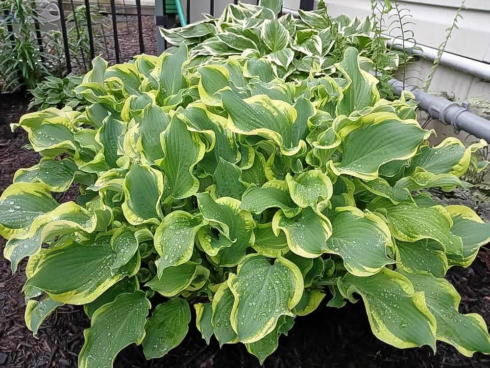 variegated hosta